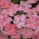 Impatiens Super Elfin Coral 500 seeds
