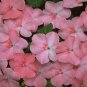 Impatiens Super Elfin Coral 500 seeds