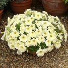 Petunia Rapide Sunshine 100 seeds