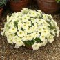 Petunia Rapide Sunshine 100 seeds
