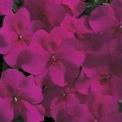 Impatiens Accent Burgundy 500 seeds