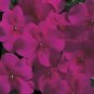 Impatiens Accent Burgundy 500 seeds