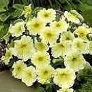 Petunia California Girl 500 seeds