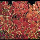 Coleus Fairway Orange 1,000 seeds