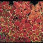 Coleus Fairway Orange 1,000 seeds