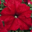 Petunia Tritunia Red 1,000 seeds