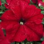 Petunia Tritunia Red 1,000 seeds