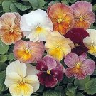 Pansy Imperial Antique Shades 250 seeds