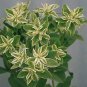 Euphorbia Kilimanjaro 250 seeds