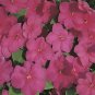 Impatiens Accent Carmine 500 seeds