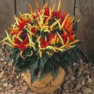 Pepper Ornamental Medusa 100 seeds