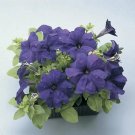 Petunia Ultra Blue 1,000 seeds