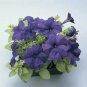 Petunia Ultra Blue 1,000 seeds