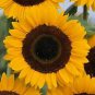 Helianthus Tiffany 250 seeds
