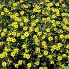 Sanvitalia Million Suns 100 seeds