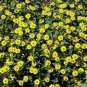 Sanvitalia Million Suns 100 seeds