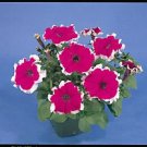 Petunia Hulahoop Velvet 1,000 seeds