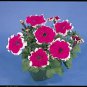 Petunia Hulahoop Velvet 1,000 seeds