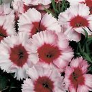 Dianthus Parfait Super Strawberry 250 seeds