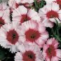 Dianthus Parfait Super Strawberry 250 seeds
