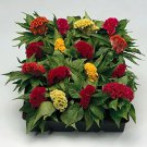 Celosia Jewel Box Mix 1,000 seeds