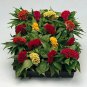 Celosia Jewel Box Mix 1,000 seeds