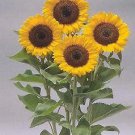 Helianthus Sunrich DMR Orange 250 seeds