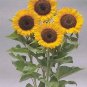 Helianthus Sunrich DMR Orange 250 seeds