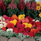 Begonia Nonstop Mix 250 seeds