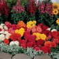 Begonia Nonstop Mix 250 seeds