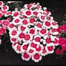 Dianthus Carpet Snowfire 250 seeds