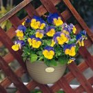 Pansy Ultima Morpho 250 seeds