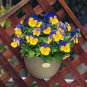 Pansy Ultima Morpho 250 seeds