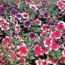 Petunia Hulahoop Mix 1,000 seeds