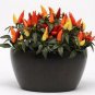Pepper Ornamental Blaze 100 seeds