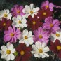 Cosmos Sonata Mix 500 seeds