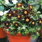 Dahlia Black Beauty 100 seeds