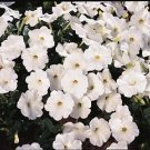 Petunia Explorer White 100 seeds