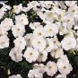 Petunia Explorer White 100 seeds
