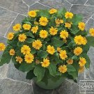 Melampodium Jackpot Gold 250 seeds