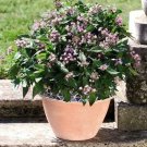 Pentas Northern Lights-lavender 100 seeds