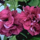 Petunia Cascade Burgundy 500 seeds