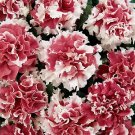 Petunia Pirouette Red 500 seeds