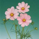 Cosmos Sonata Pink Blush 500 seeds