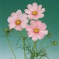 Cosmos Sonata Pink Blush 500 seeds