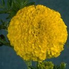 Marigold Jubilee Diamond 250 seeds