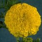 Marigold Jubilee Diamond 250 seeds