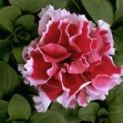 Petunia Pirouette Rose 500 seeds