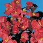 Begonia Party Red-Bronzeleaf 250 seeds