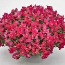 Snapdragon Candy Showers Rose 100 seeds